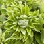Клематіс Green Passion фото