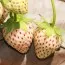 Полуниця Ананасна Pineberry Snow White фото