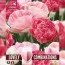 Комбо Тюльпани Duopack Sweet Pink Mix фото