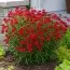 Кореопсис Ruby Red фото
