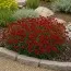 Кореопсис Ruby Red фото