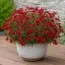 Кореопсис Ruby Red фото
