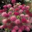 Короставник Melton Pastels фото