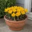 Крокус Golden Yellow фото