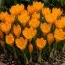 Крокус Orange Monarch фото