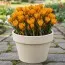 Крокус Orange Monarch фото