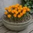 Крокус Orange Monarch фото