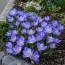 Крокус Speciosus фото