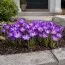 Крокус Whitewell Purple фото