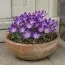 Крокус Whitewell Purple фото
