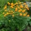 Купальниця Golden Queen фото