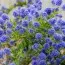 Цеанотус Repens фото