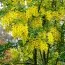 Золотий Дощ (Бобівник Анагіролистий) фото