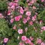 Перстач Bella Rosa фото