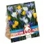Промо-пак Крокус Large Flowering Mixed (Брендові цибулини KAPITEYN®) фото