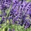 Лаванда Hidcote Blue Strain (Хідкот Блю Стрейн) фото