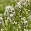 Лаванда Angustifolia Біла фото
