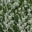 Лаванда Angustifolia Біла фото