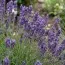 Лаванда Hidcote фото