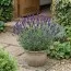 Лаванда Hidcote фото