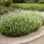 Лаванда Hidcote White фото
