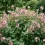 Лаватера Bredon Springs фото