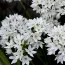 Трітелея Silver Queen фото