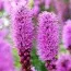 Ліатрис Spicata  фото