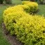 Лігуструм Aurea Variegata фото