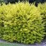 Лігуструм Aureum фото