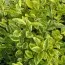 Лігуструм Aureum фото