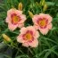 Лілейник Strawberry Candy фото