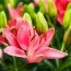 Лілія Pink (Акційна) фото