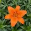 Лілія Foxley фото