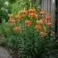 Лілія Lancifolium Splendens фото