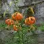 Лілія Lancifolium Splendens фото