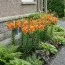 Лілія Orange double фото