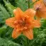 Лілія Orange double фото