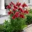 Лілія Rapid Red фото