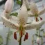 Лілія Martagon Albiflorum фото