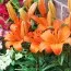 Лілія Orange Pixie фото