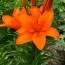 Лілія Orange Summer фото