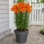 Лілія Orange Summer фото