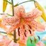 Лілія Pink Giant фото