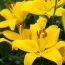 Лілія Rapid Yellow фото
