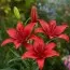 Лілія Red Highland фото