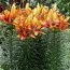 Лілія Tiny Orange Sensation фото