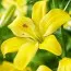 Лілія Yellow Cocotte фото