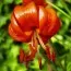 Лілія Pumilum фото