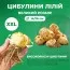 Лілія-ГІГАНТ Loverstown фото